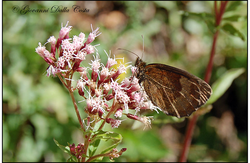 Erebia da identificare